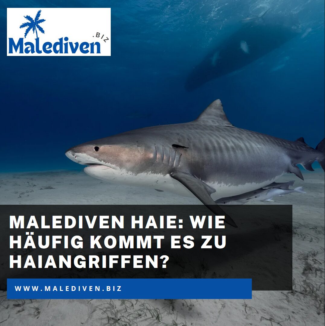Malediven Haie: Wie häufig kommt es zu Haiangriffen? Malediven Haie: Wie häufig kommt es zu Haiangriffen?
