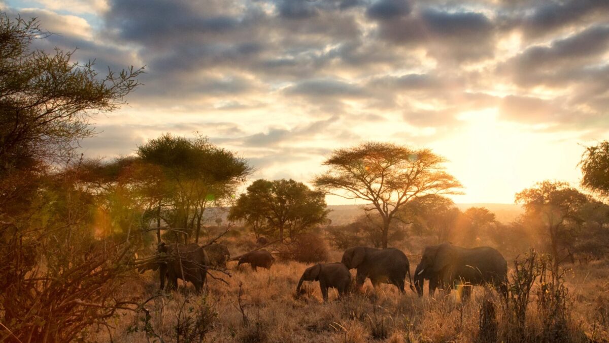 Beste Reisezeit Tansania – Dein Guide für Sonne, Safari & Sansibar
