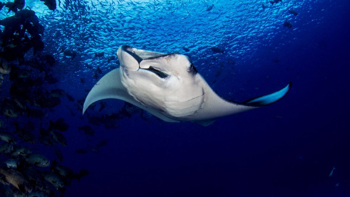 Sind Manta Rochen gefährlich Die Wahrheit über die sanften Riesen