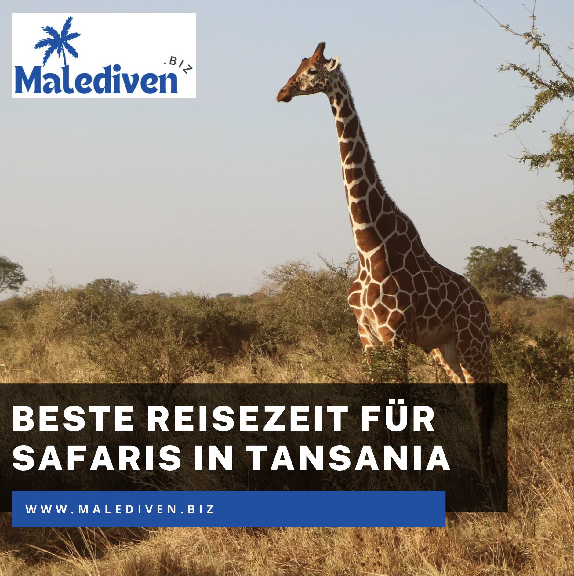 Beste Reisezeit für spannende Safaris in Tansania