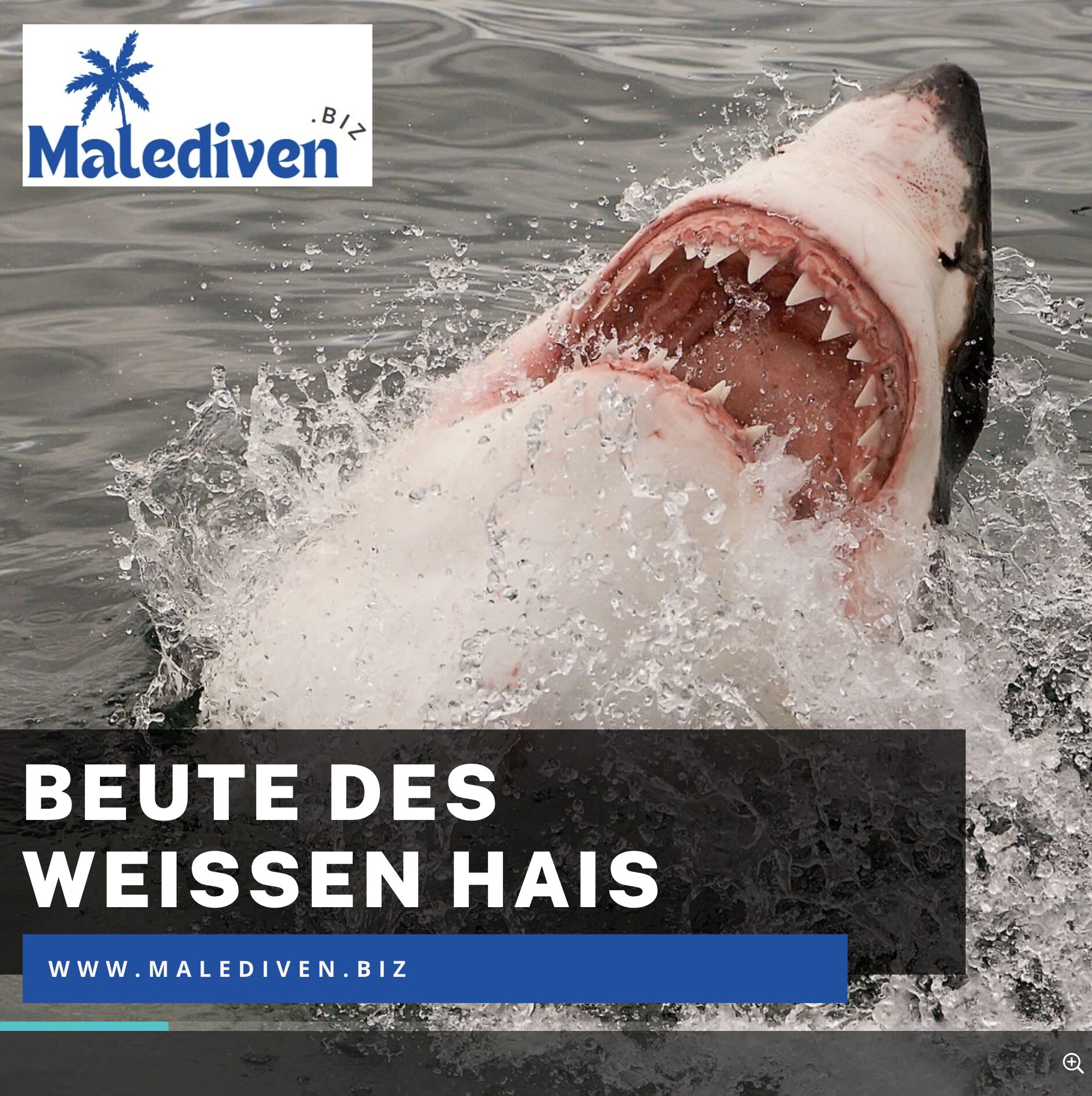 Beute des weißen Hais