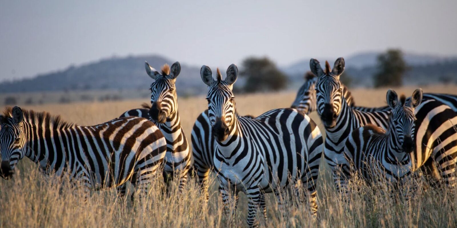 Tansania Safari