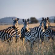 Tansania Safari