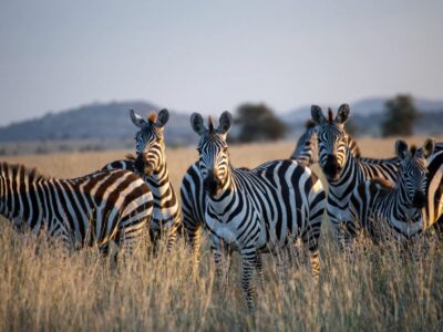 Tansania Safari