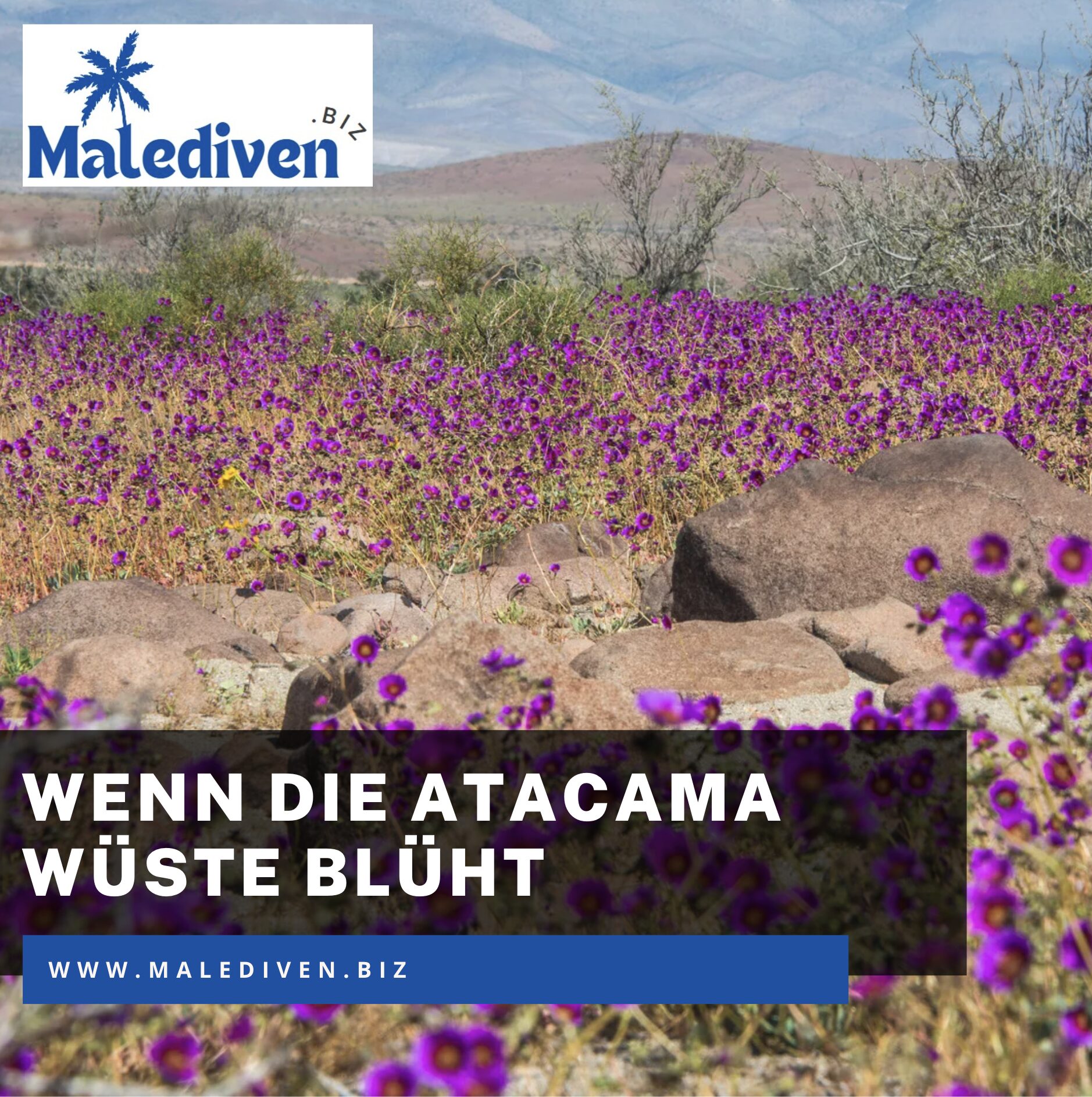 Wenn die Atacama Wüste blüht