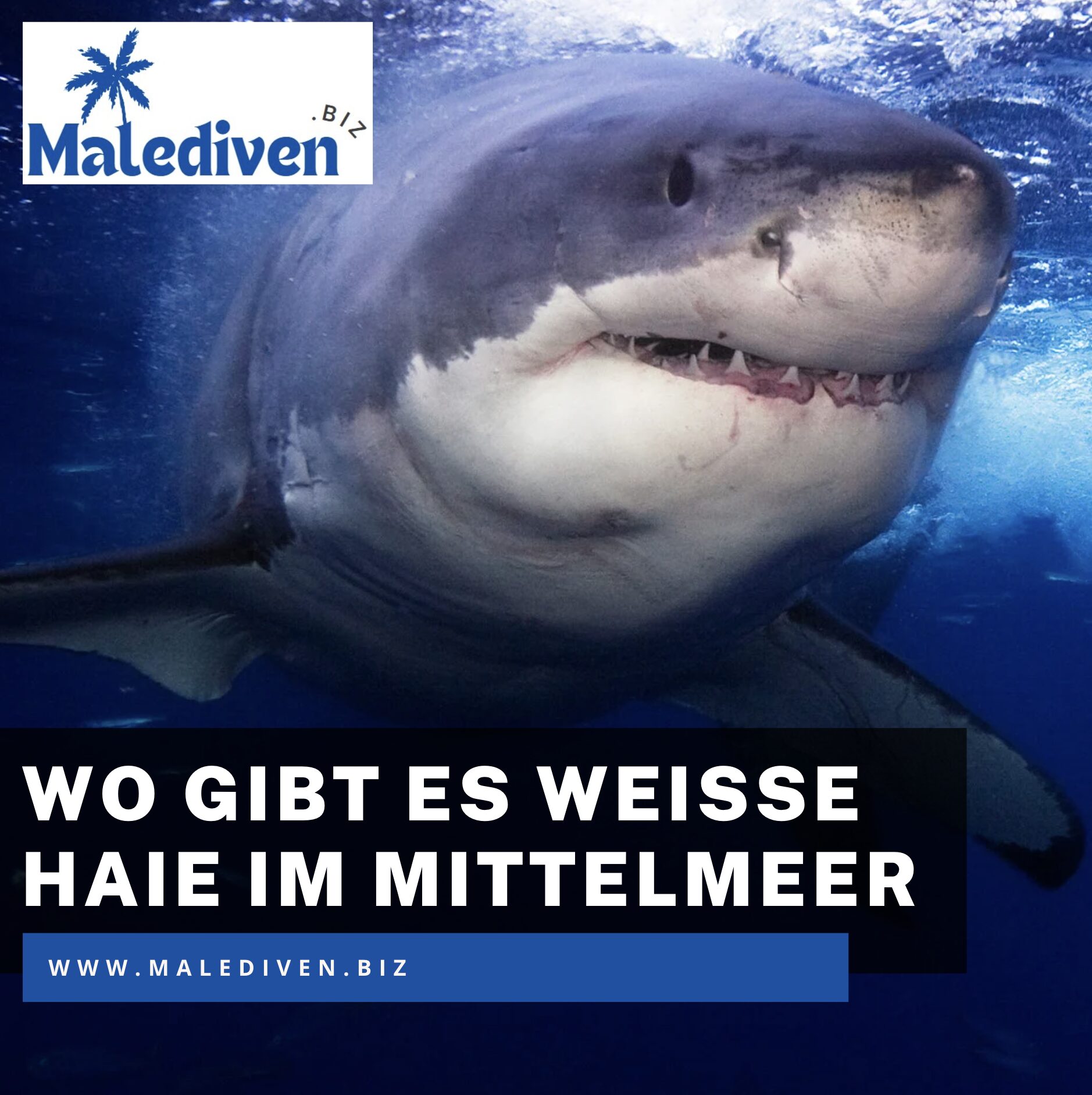 Wo gibt es weiße Haie im Mittelmeer