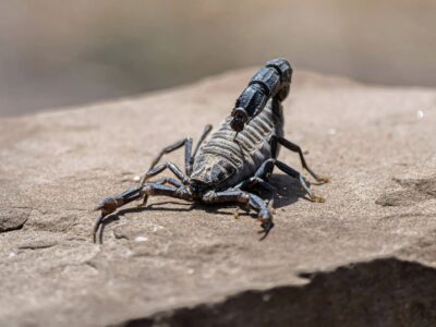 Gefährliche Tiere auf Madagaskar