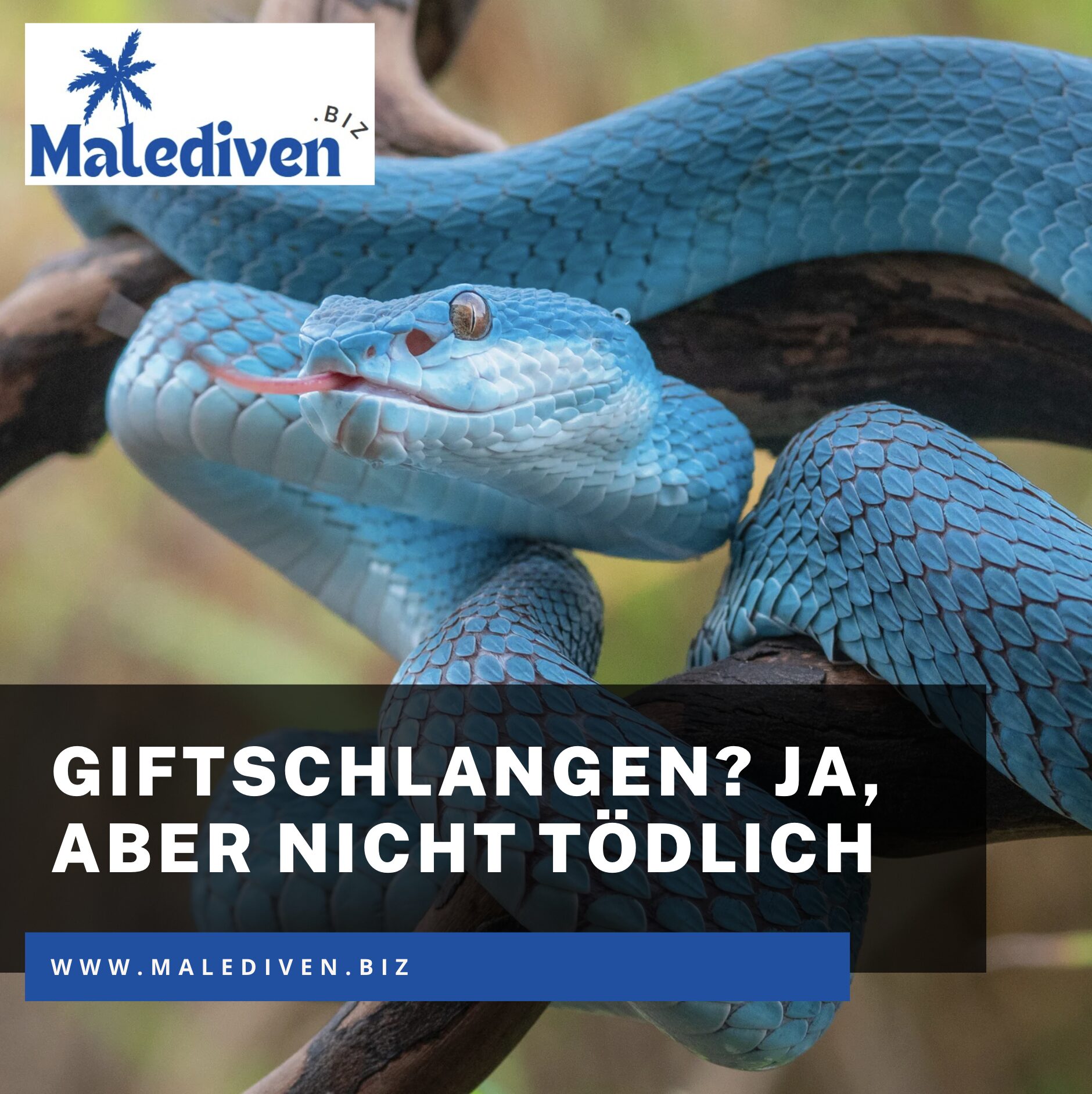 Gefährliche Tiere auf Madagaskar: Giftschlangen? Ja, aber nicht tödlich Gefährliche Tiere auf Madagaskar: Giftschlangen? Ja, aber nicht tödlich