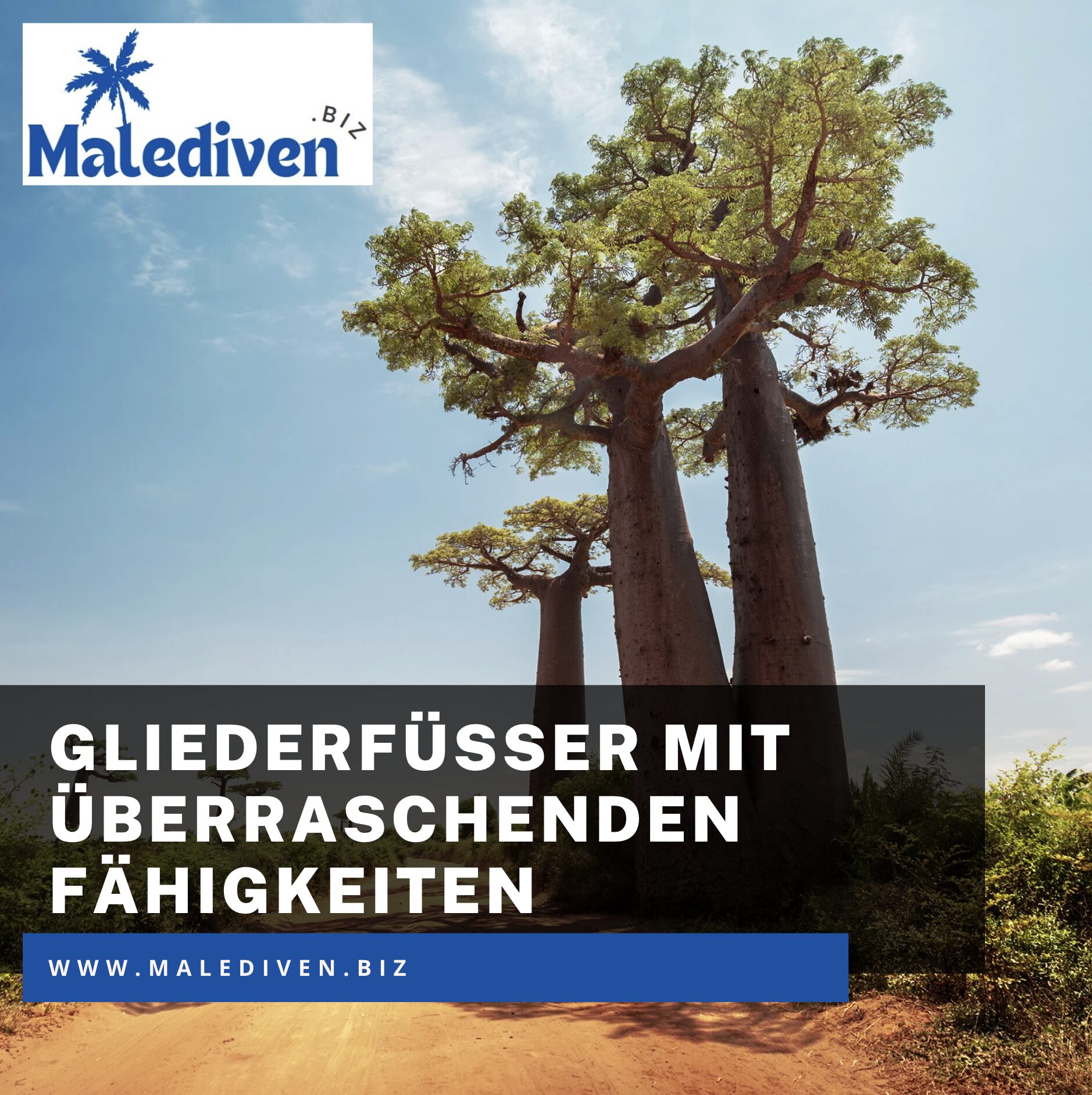Gefährliche Tiere auf Madagaskar: Gliederfüßer mit überraschenden Fähigkeiten Gefährliche Tiere auf Madagaskar: Gliederfüßer mit überraschenden Fähigkeiten