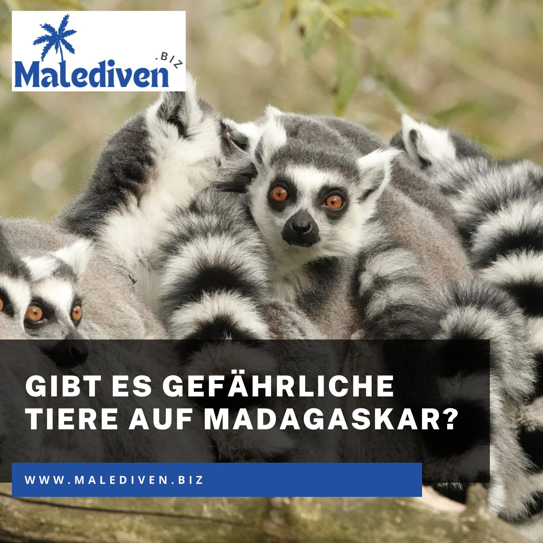 Gibt es gefährliche Tiere auf Madagaskar? Gibt es gefährliche Tiere auf Madagaskar?