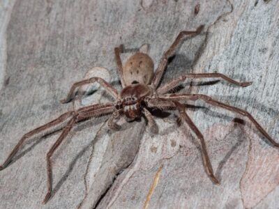 Spinnen Saison Australien