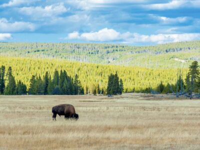 Wie groß ist der Yellowstone Park