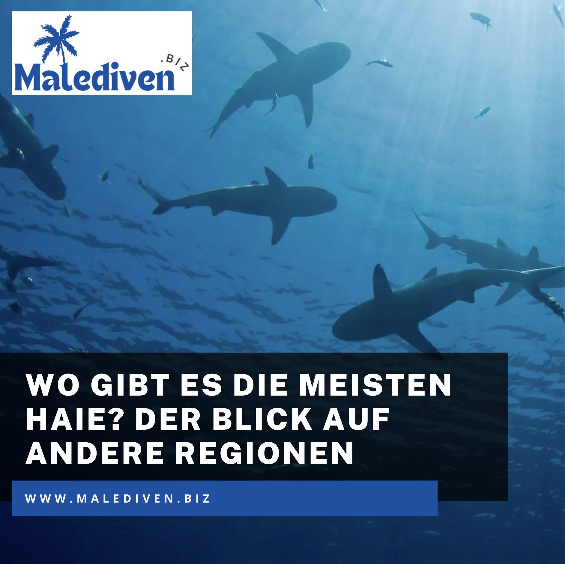 Wo gibt es die meisten Haie? Der Blick auf andere Regionen Wo gibt es die meisten Haie? Der Blick auf andere Regionen