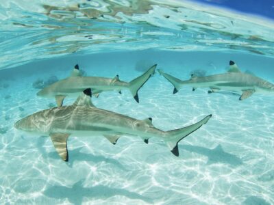 Wo gibt es die meisten Haie?