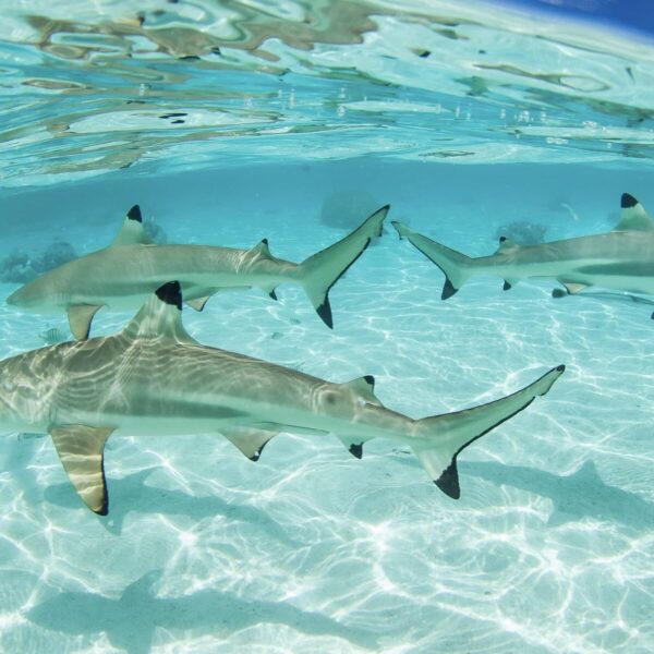 Wo gibt es die meisten Haie?