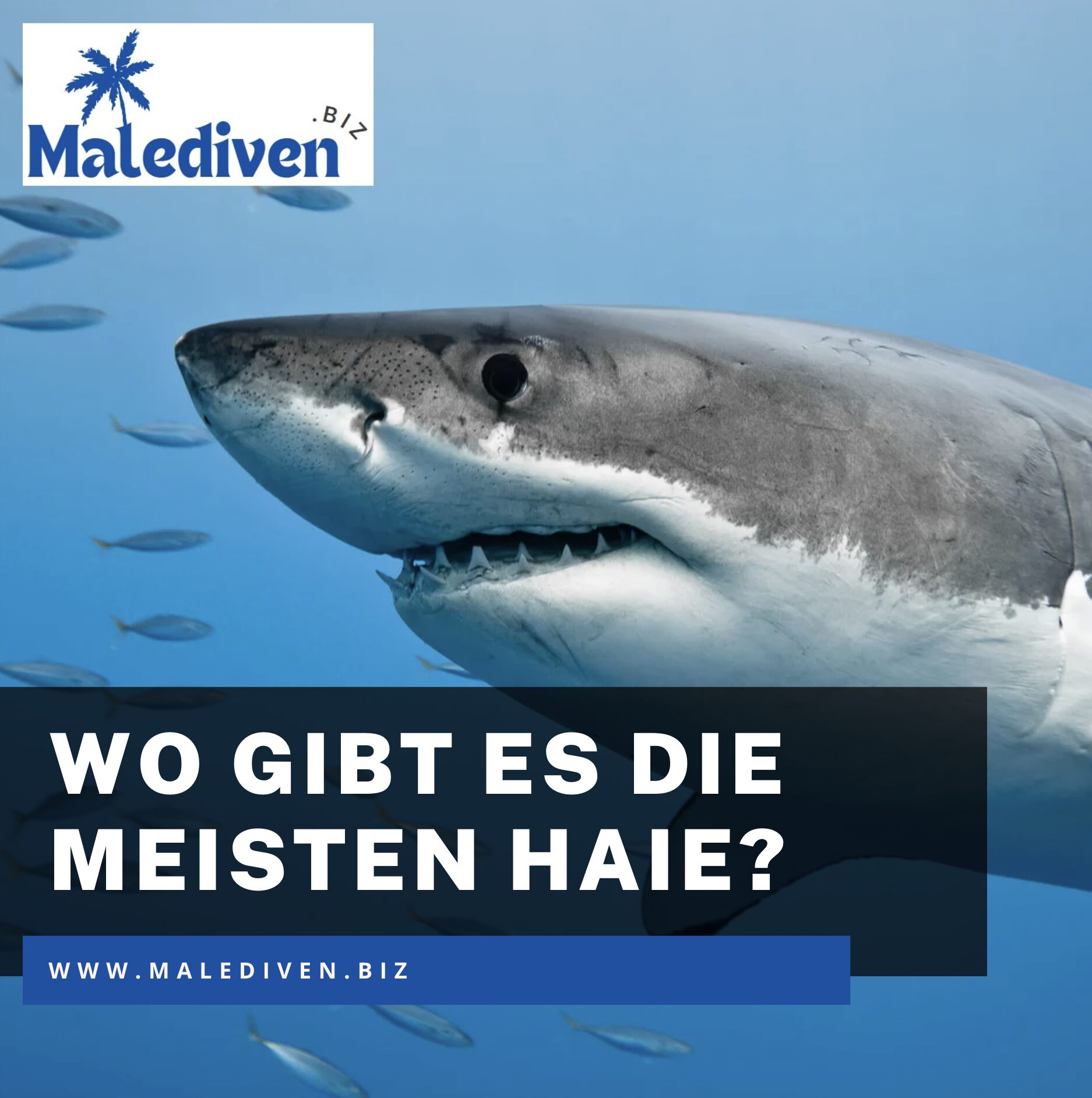 Wo gibt es die meisten Haie? Florida und seine Zwischenfälle Wo gibt es die meisten Haie? Florida und seine Zwischenfälle