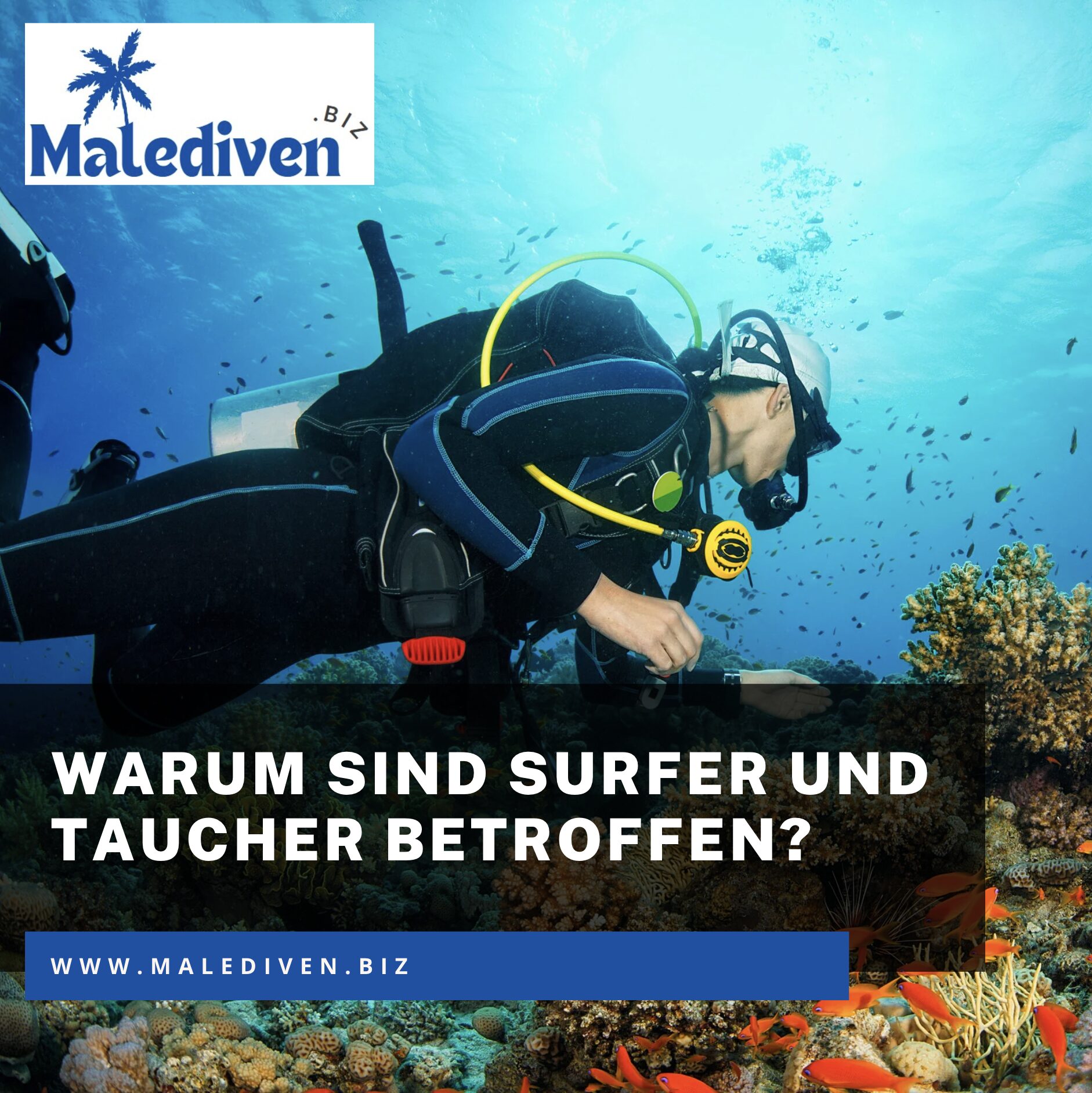 Wo gibt es die meisten Haie? Warum sind Surfer und Taucher betroffen? Wo gibt es die meisten Haie? Warum sind Surfer und Taucher betroffen?