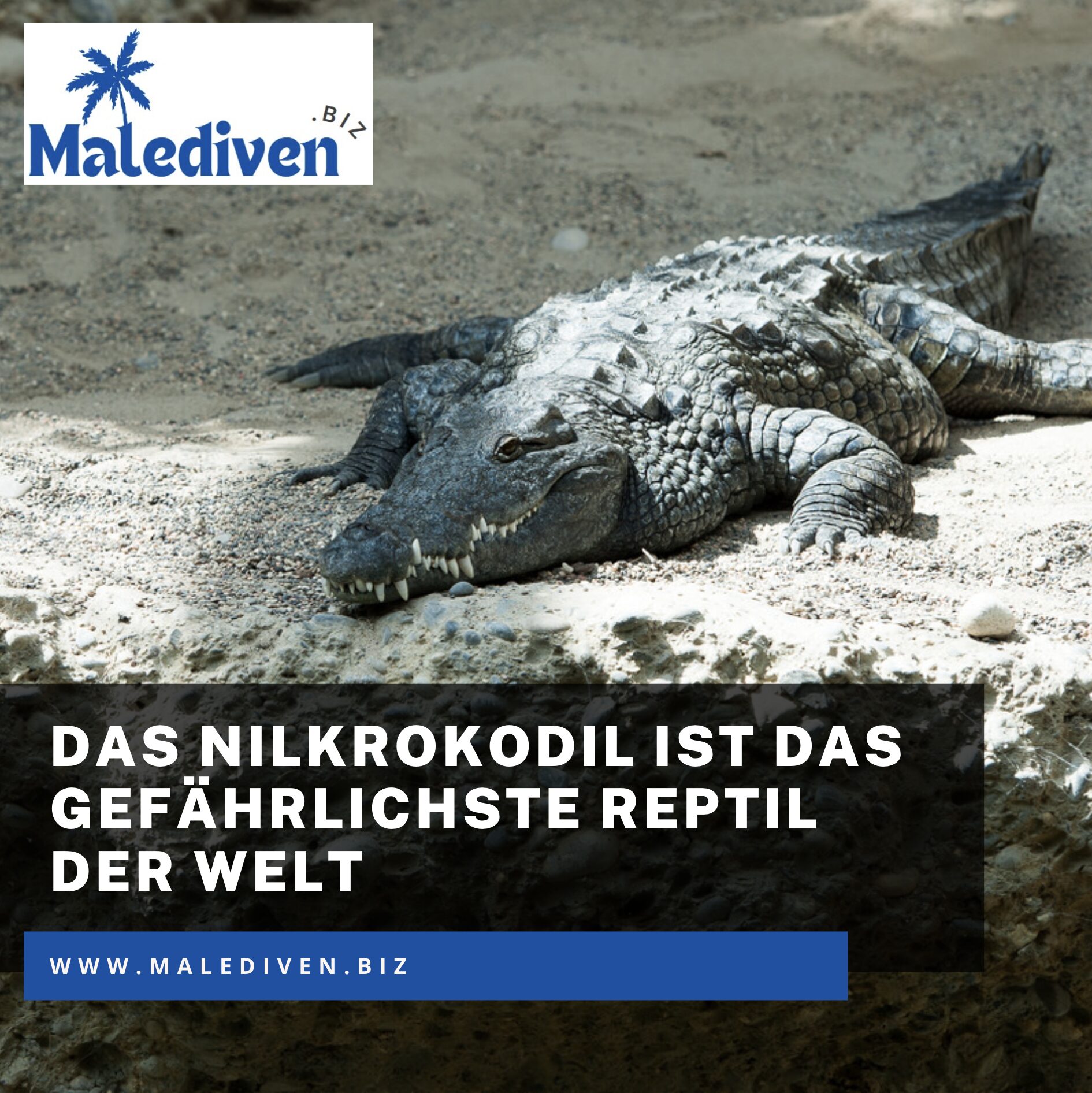 Das Nilkrokodil ist das gefährlichste Reptil der Welt Das Nilkrokodil ist das gefährlichste Reptil der Welt