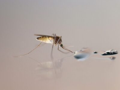 Das tödlichste Tier der Welt