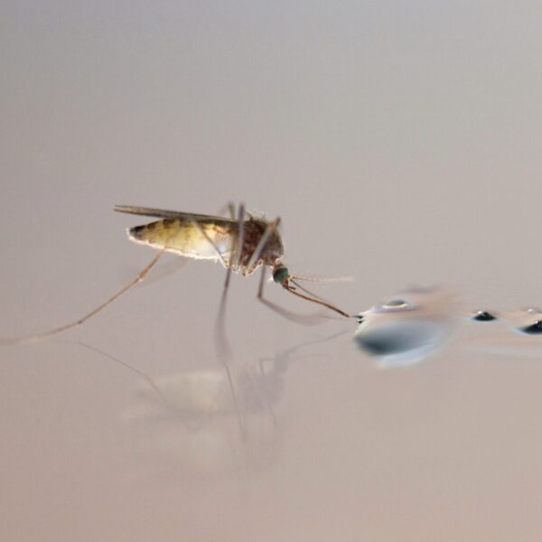 Das tödlichste Tier der Welt