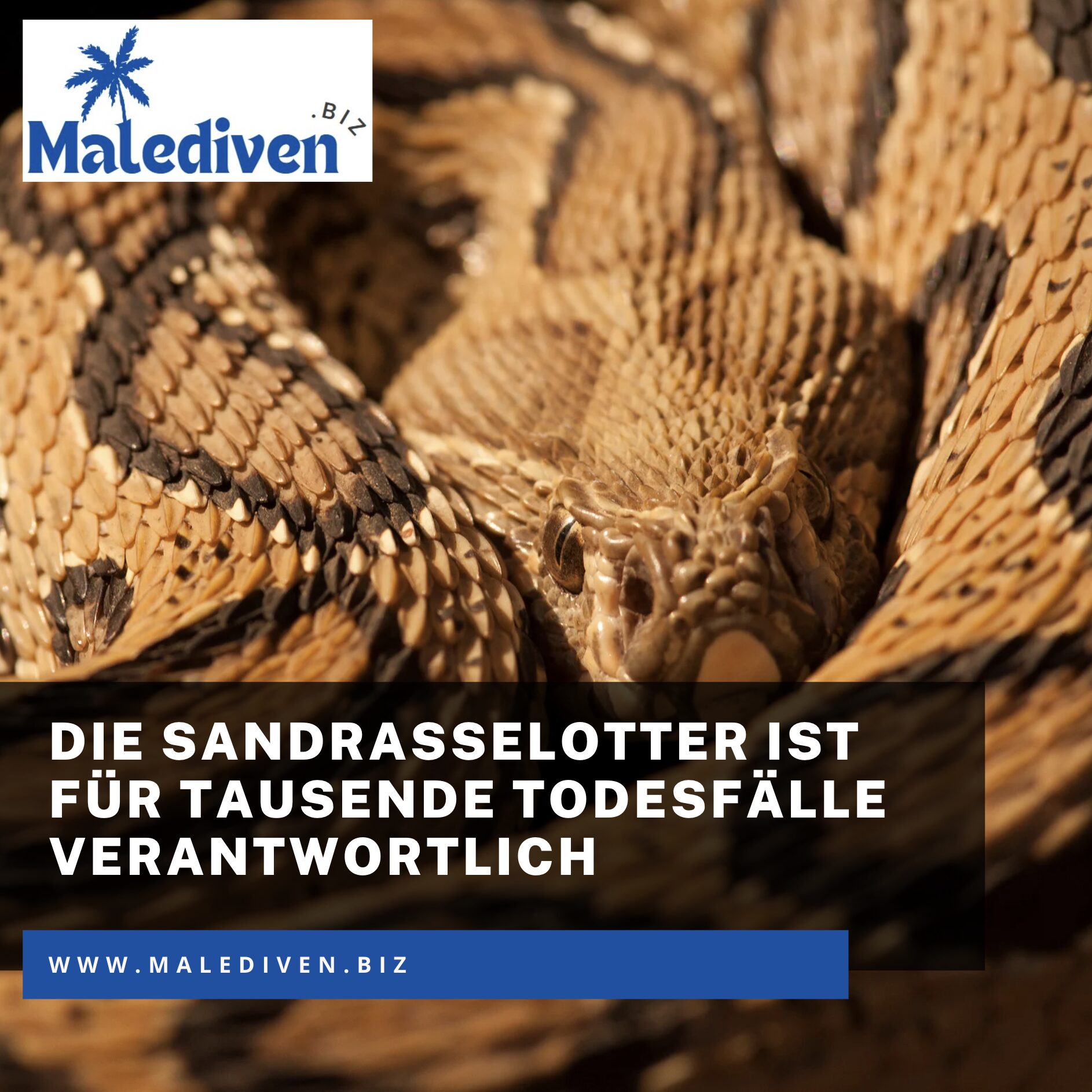 Die Sandrasselotter ist für tausende Todesfälle verantwortlich Die Sandrasselotter ist für tausende Todesfälle verantwortlich