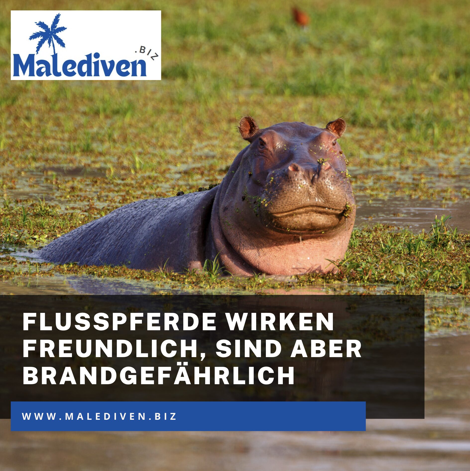 Flusspferde wirken freundlich, sind aber brandgefährlich Flusspferde wirken freundlich, sind aber brandgefährlich