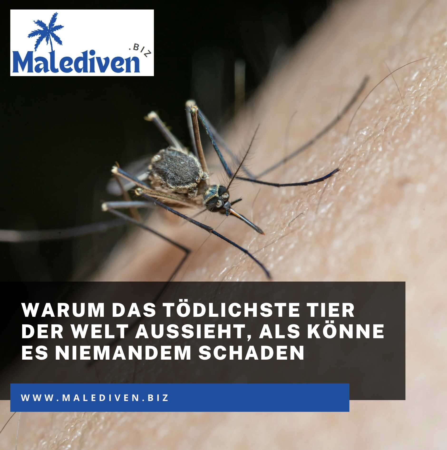 Warum das tödlichste Tier der Welt aussieht, als könne es niemandem schaden Warum das tödlichste Tier der Welt aussieht, als könne es niemandem schaden