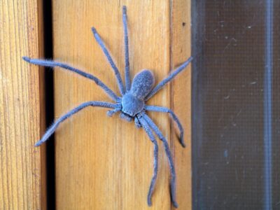 Gefährliche Tiere auf Fraser Island