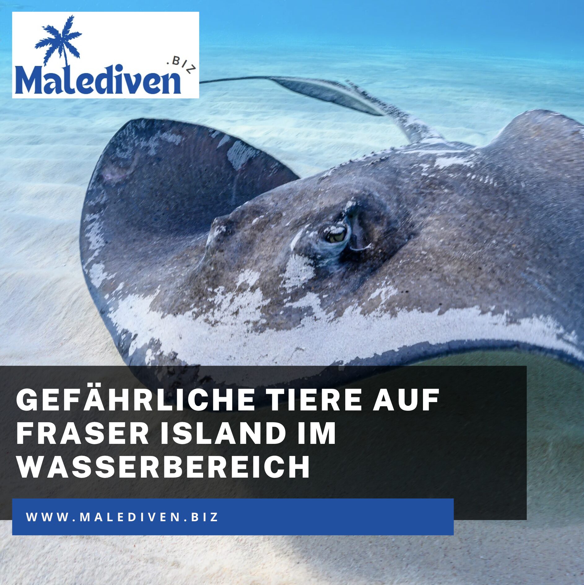 Gefährliche Tiere auf Fraser Island im Wasserbereich Gefährliche Tiere auf Fraser Island im Wasserbereich