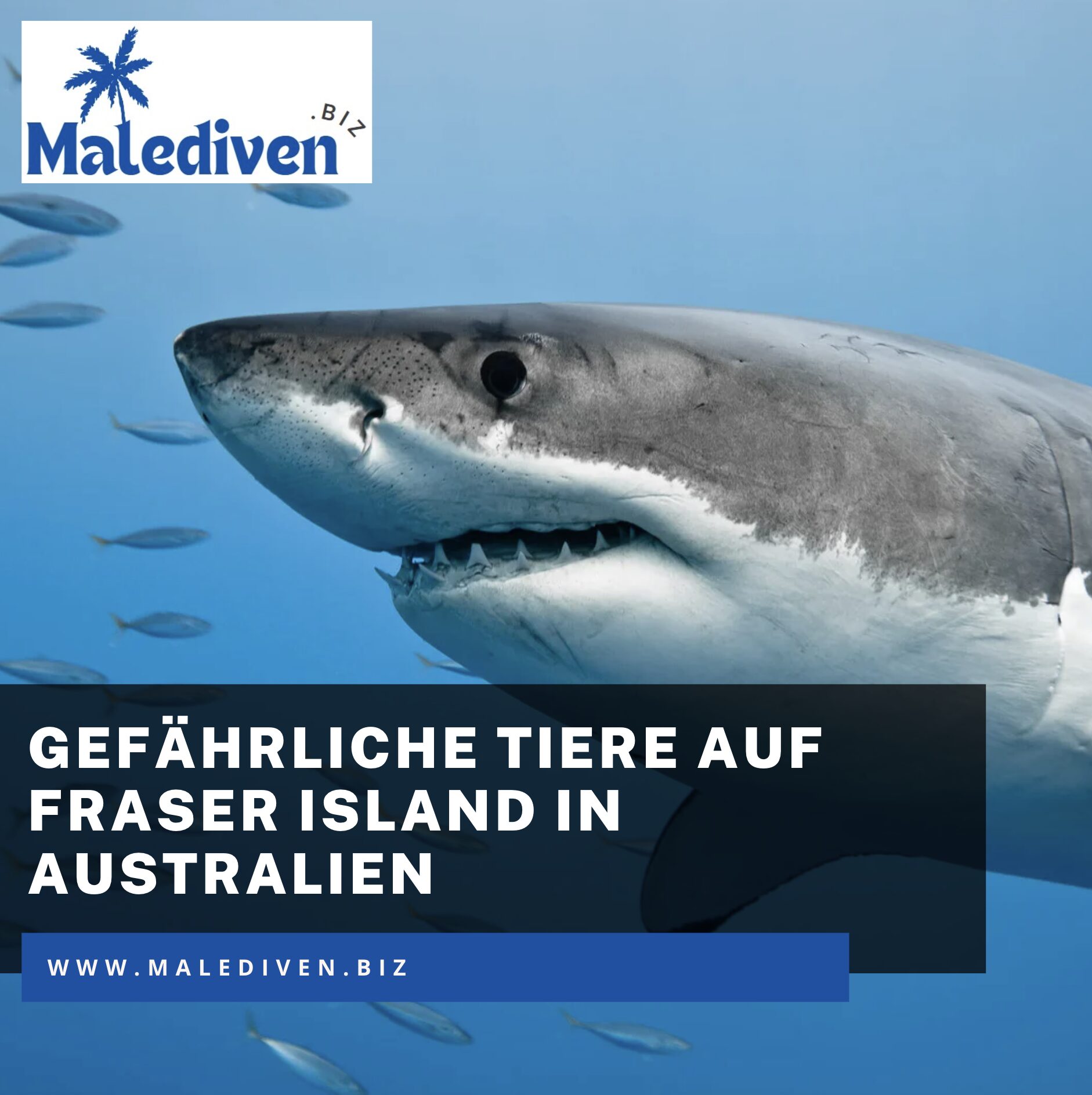 Gefährliche Tiere auf Fraser Island in Australien: Eine einzigartige Naturregion Gefährliche Tiere auf Fraser Island in Australien: Eine einzigartige Naturregion