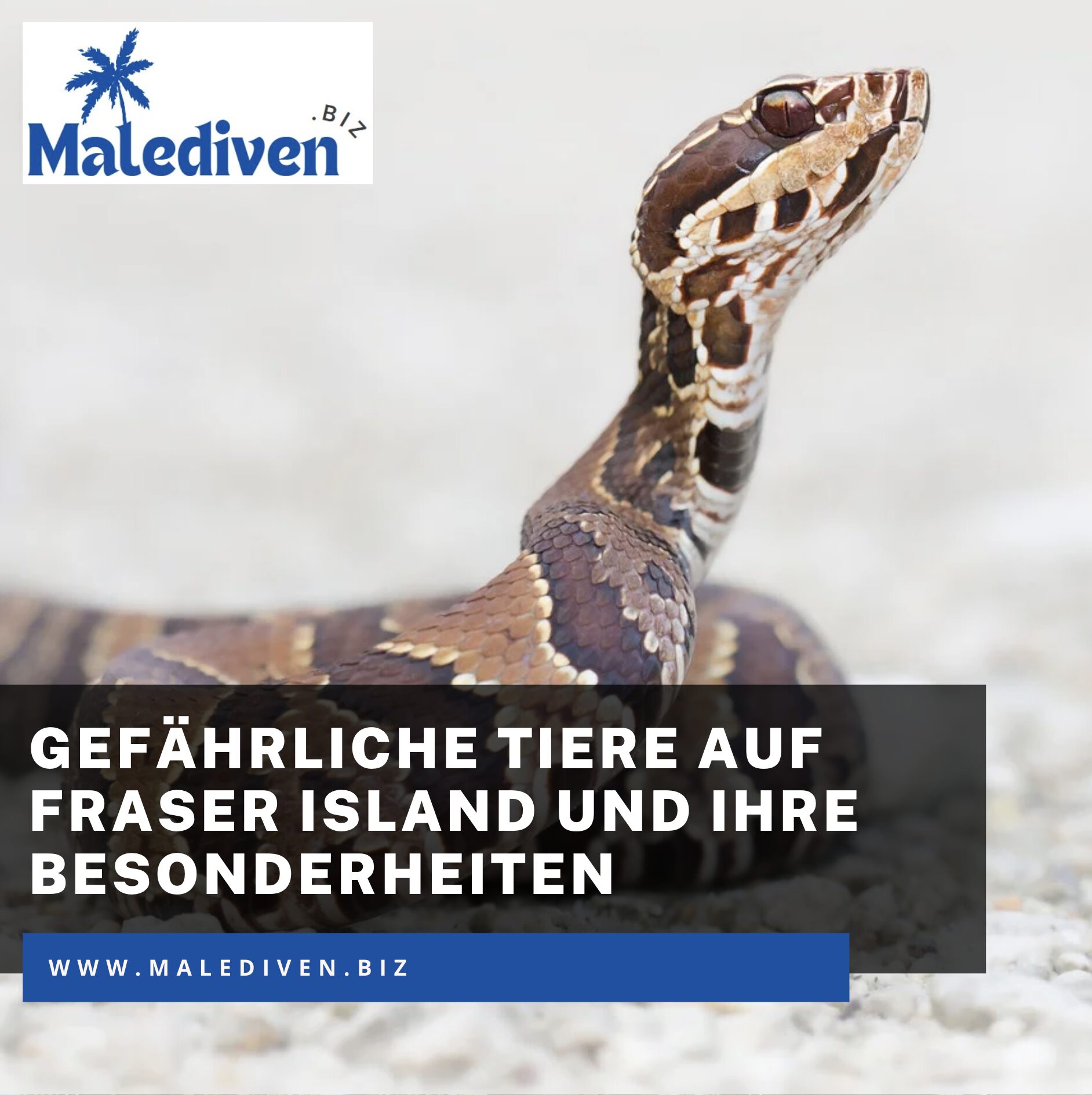 Gefährliche Tiere auf Fraser Island und ihre Besonderheiten Gefährliche Tiere auf Fraser Island und ihre Besonderheiten
