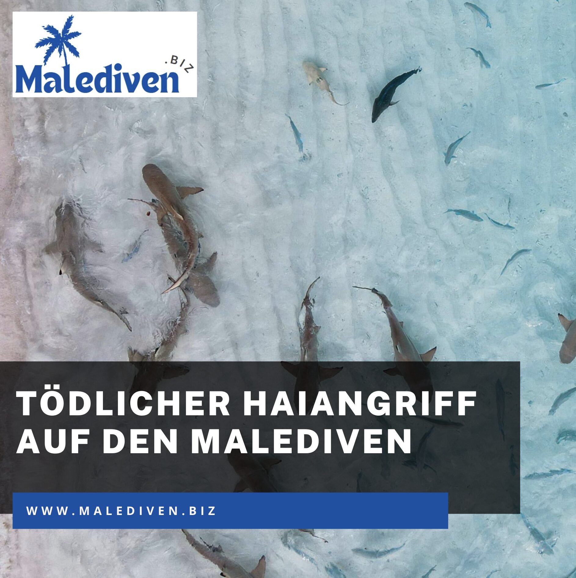 Tödlicher Haiangriff auf den Malediven: Wie hoch ist das Risiko? Tödlicher Haiangriff auf den Malediven: Wie hoch ist das Risiko?