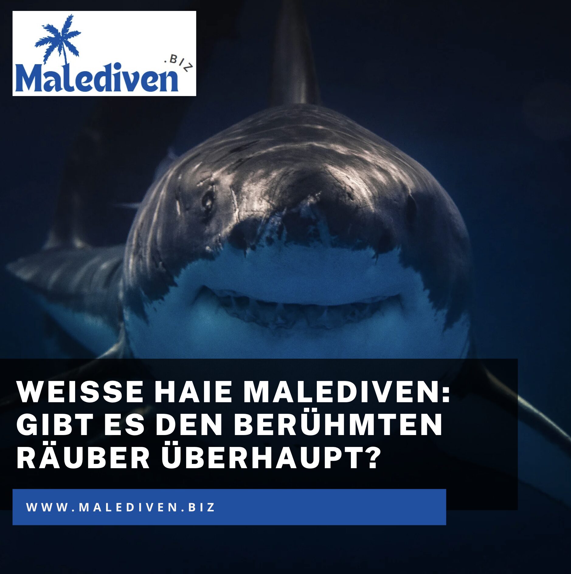 Weiße Haie Malediven: Gibt es den berühmten Räuber überhaupt? Weiße Haie Malediven: Gibt es den berühmten Räuber überhaupt?