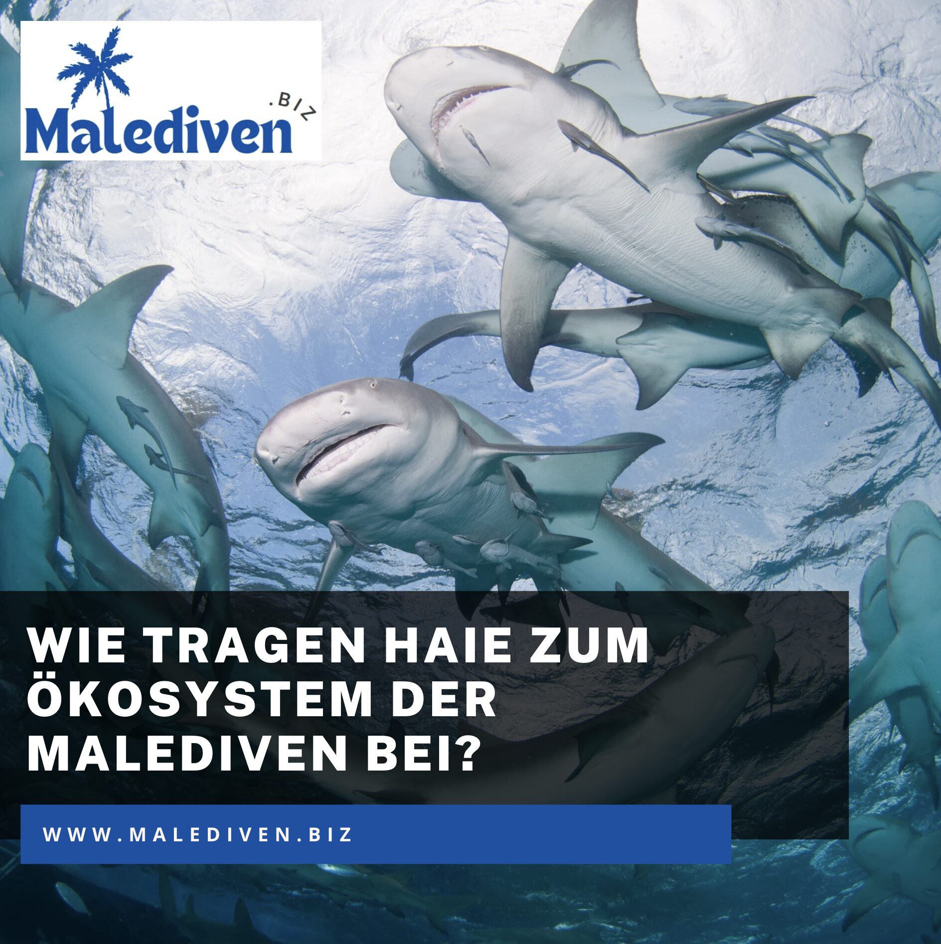 Wie tragen Haie zum Ökosystem der Malediven bei? Wie tragen Haie zum Ökosystem der Malediven bei?