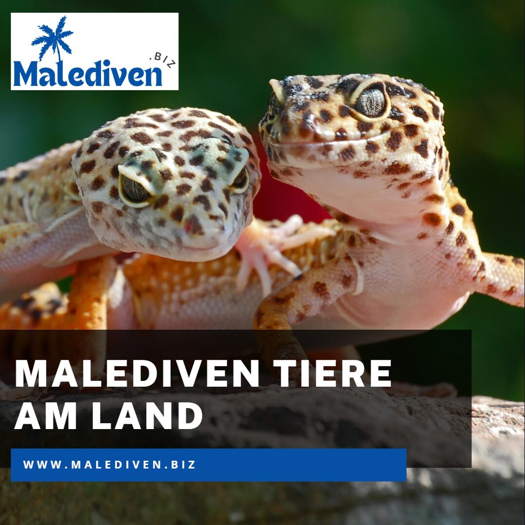 malediven tiere am land malediven tiere am land