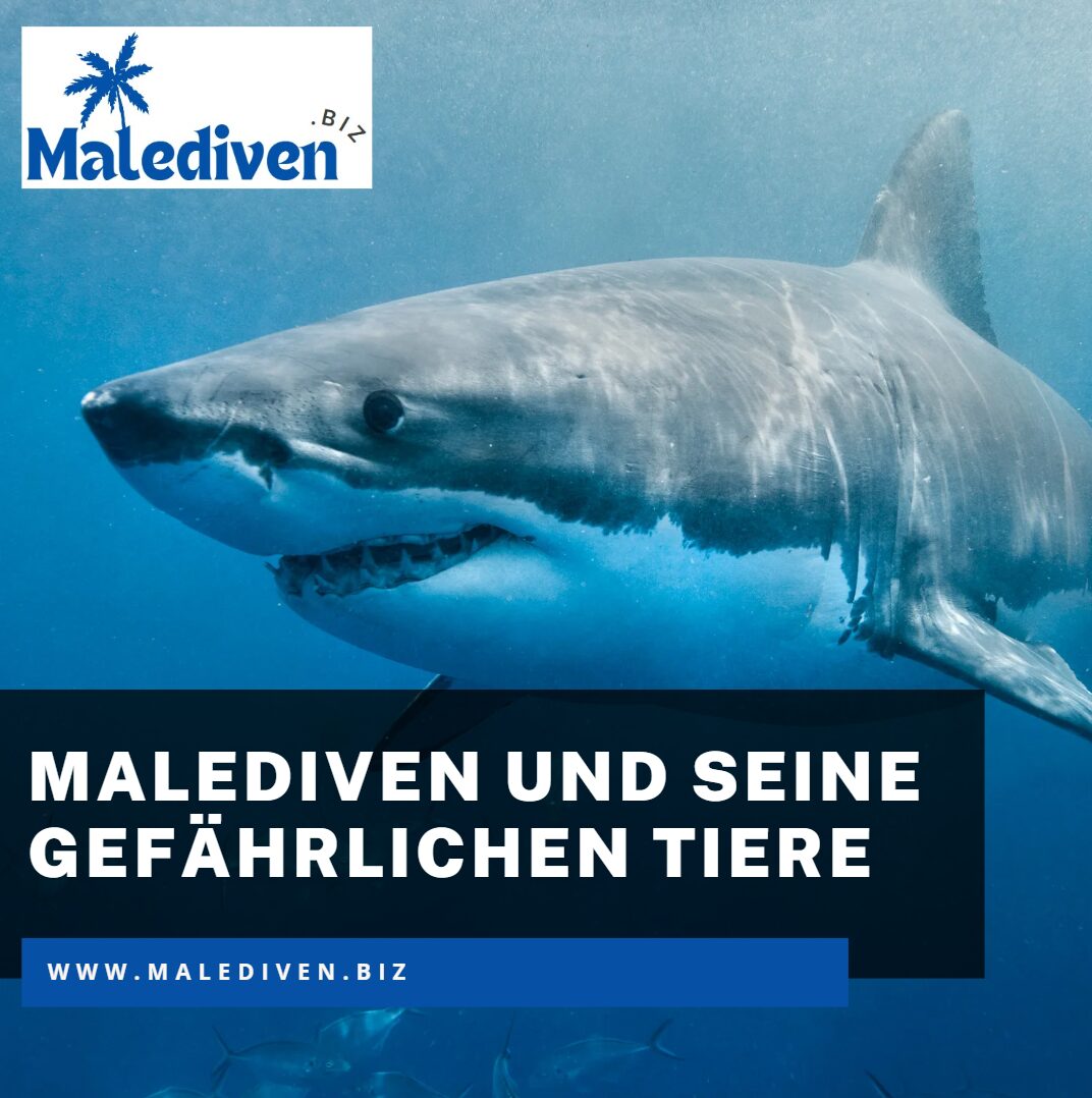 malediven und seine gefährlichen tiere malediven und seine gefährlichen tiere