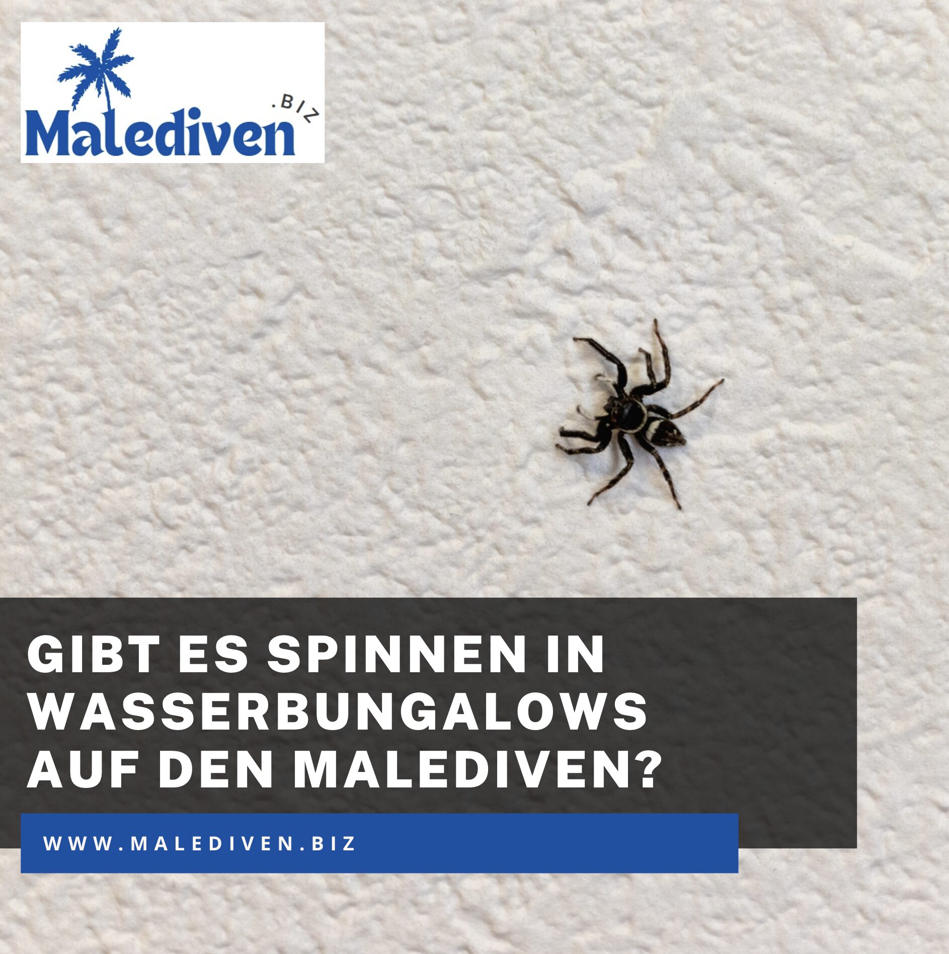 Gibt es Spinnen in Wasserbungalows auf den Malediven? Gibt es Spinnen in Wasserbungalows auf den Malediven?