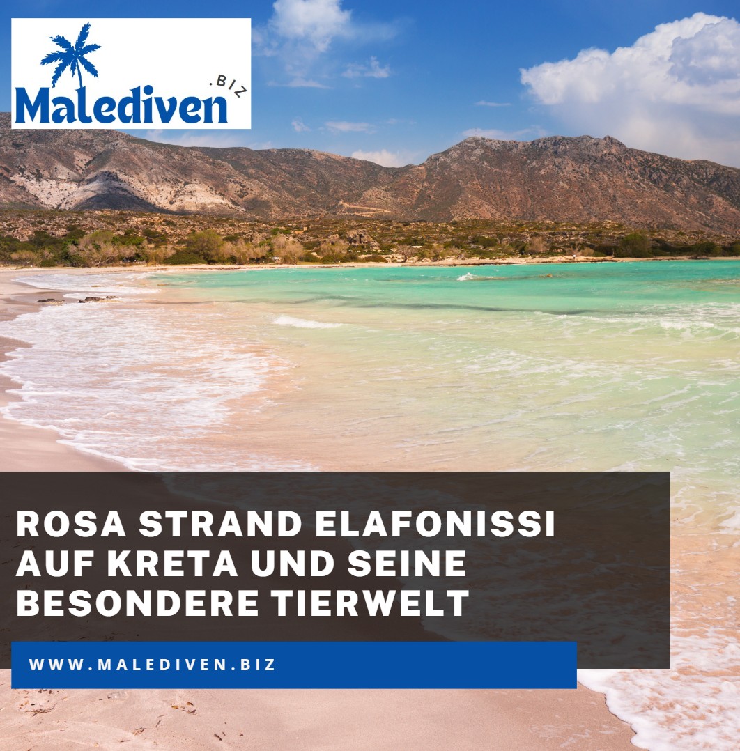 Rosa Strand Elafonissi auf Kreta und seine besondere Tierwelt Rosa Strand Elafonissi auf Kreta und seine besondere Tierwelt