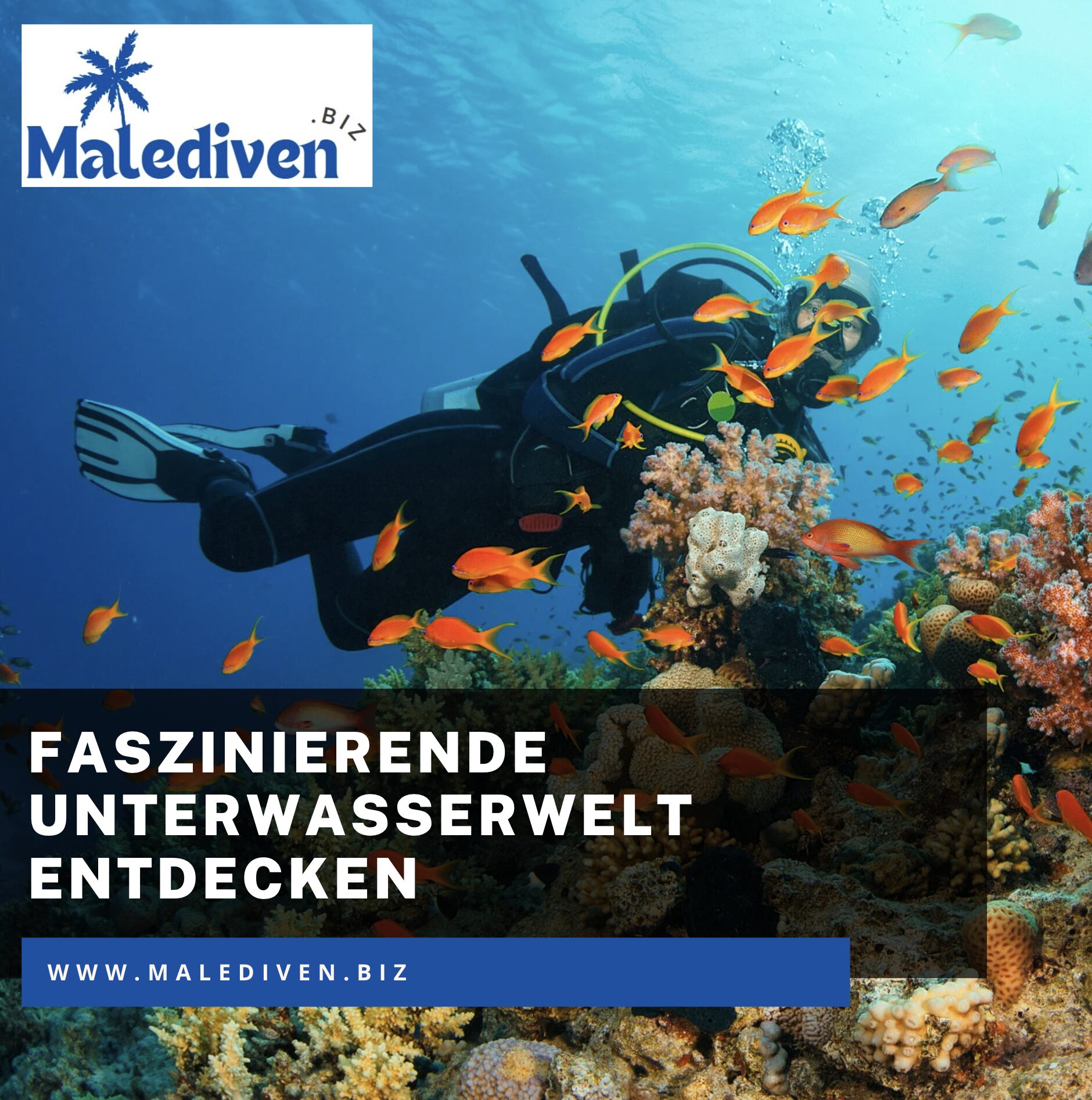 Faszinierende Unterwasserwelt entdecken Faszinierende Unterwasserwelt entdecken