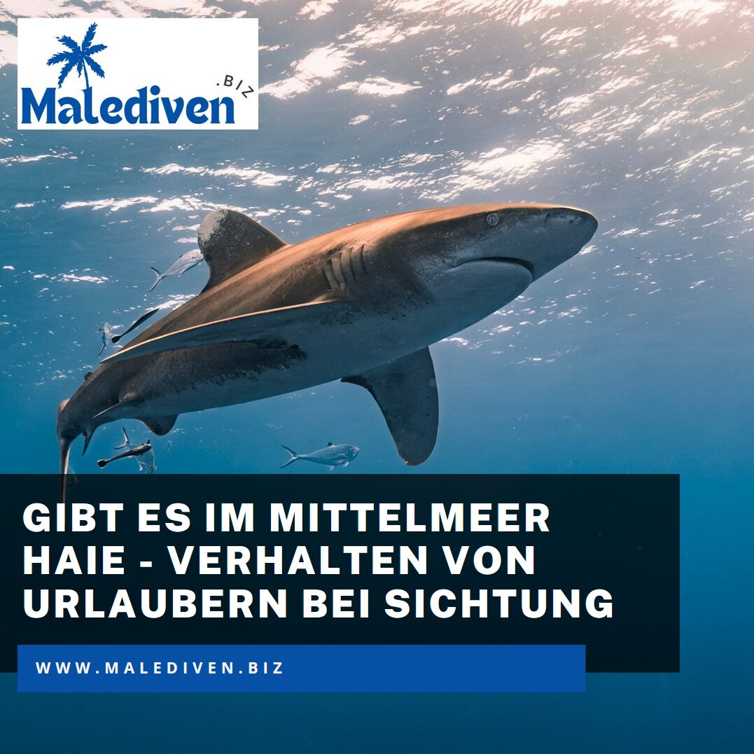 Gibt es im Mittelmeer Haie - Verhalten von Urlaubern bei Sichtung Gibt es im Mittelmeer Haie - Verhalten von Urlaubern bei Sichtung
