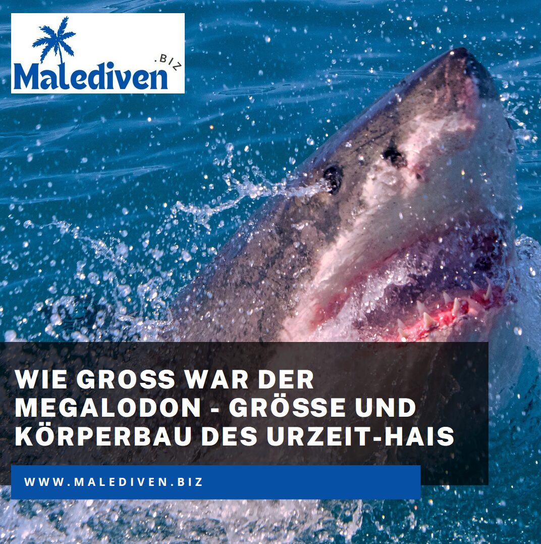 Wie groß war der Megalodon - Größe und Körperbau des Urzeit-Hais Wie groß war der Megalodon - Größe und Körperbau des Urzeit-Hais