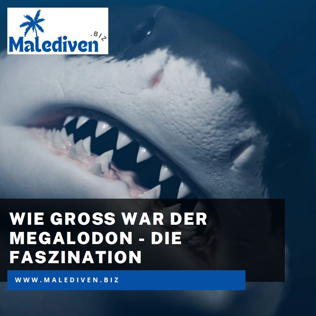 Wie groß war der Megalodon - die Faszination Wie groß war der Megalodon - die Faszination