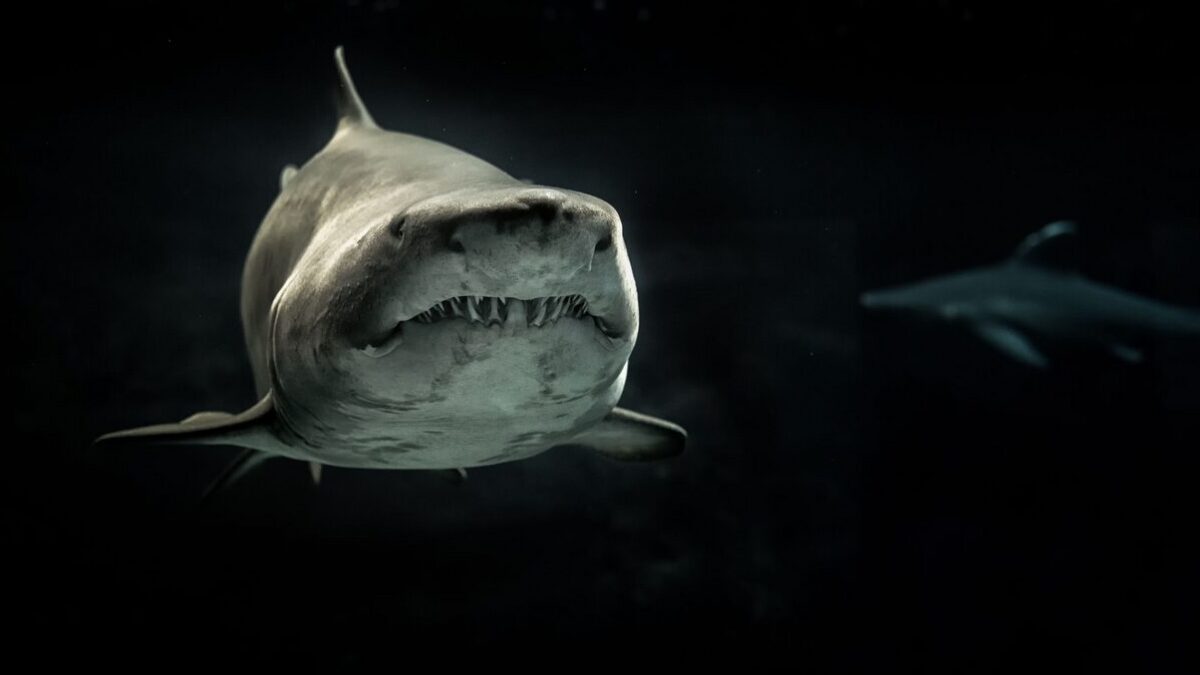 wie groß war der megalodon