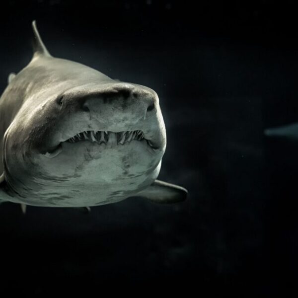 wie groß war der megalodon